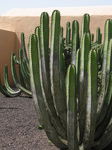 27866 Cacti at Mirador Morro Velosa.jpg